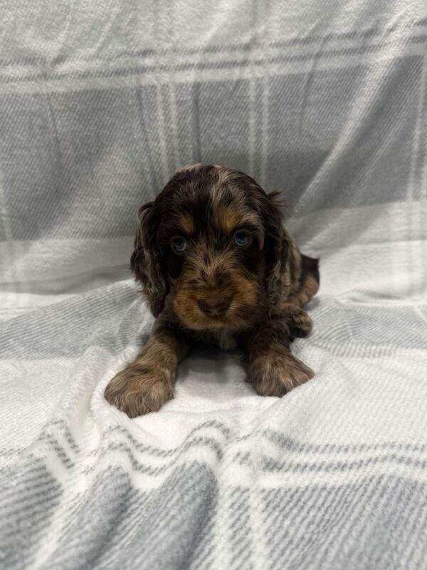 Cockapoo puppies - Image 5 of 5