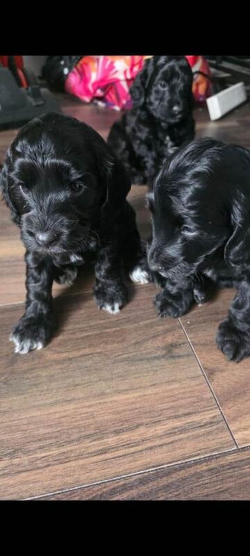 Cockapoo Puppies For Sale Under £1,000