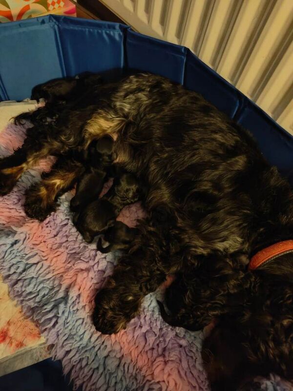 ️cockapoo puppies - Image 2 of 3