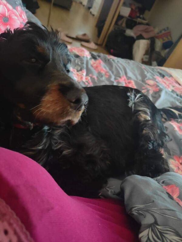 ️cockapoo puppies - Image 3 of 3