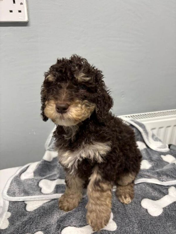 Cockapoo puppies for sale in Cambridge, Cambridgeshire – 8 weeks old