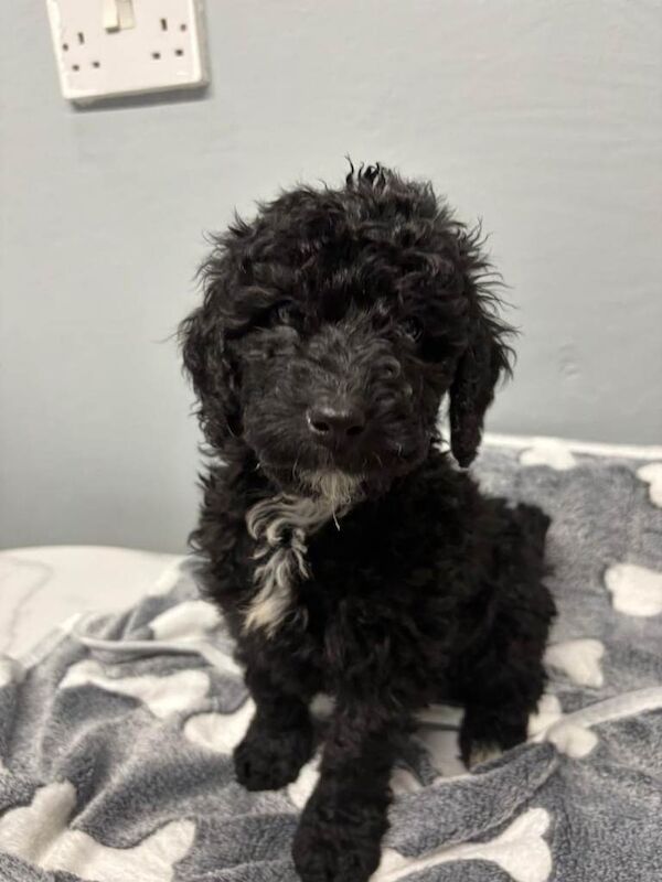 Cockapoo Puppies - Image 3 of 5