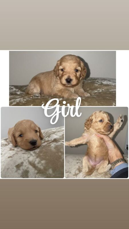 Cockapoo puppies for sale in Staines-upon-Thames, Surrey – 2 weeks old