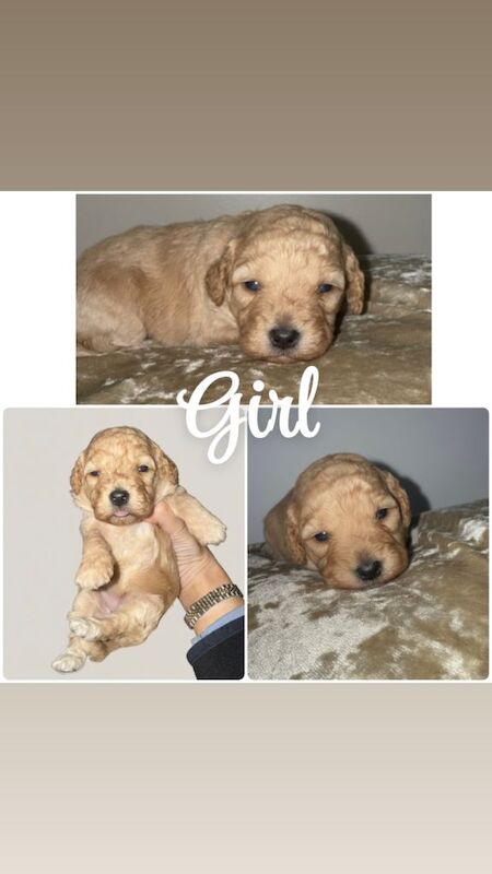 Cockapoo Puppies - Image 2 of 5