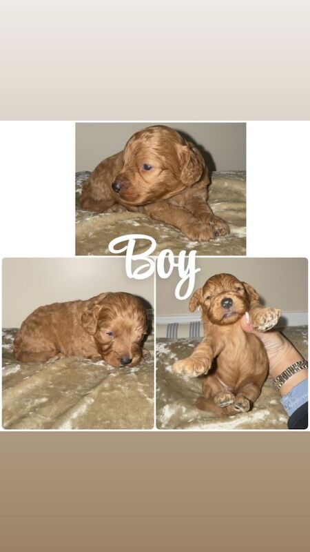 Cockapoo Puppies - Image 3 of 5