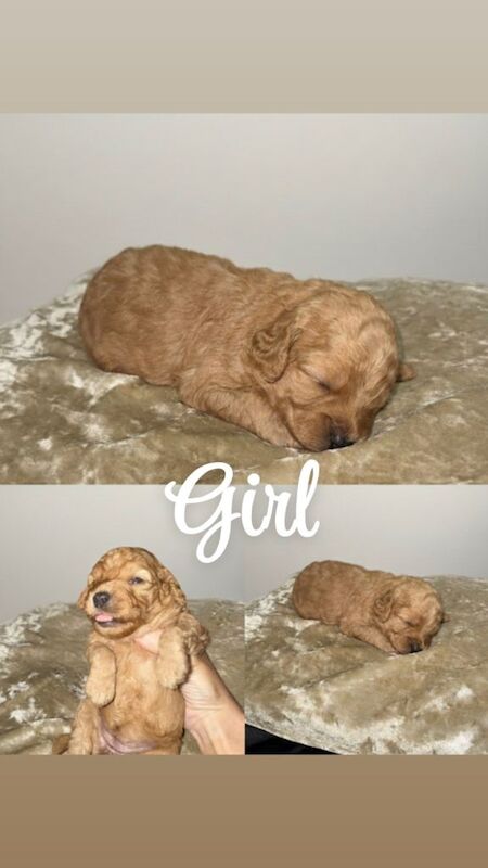 Cockapoo Puppies - Image 4 of 5