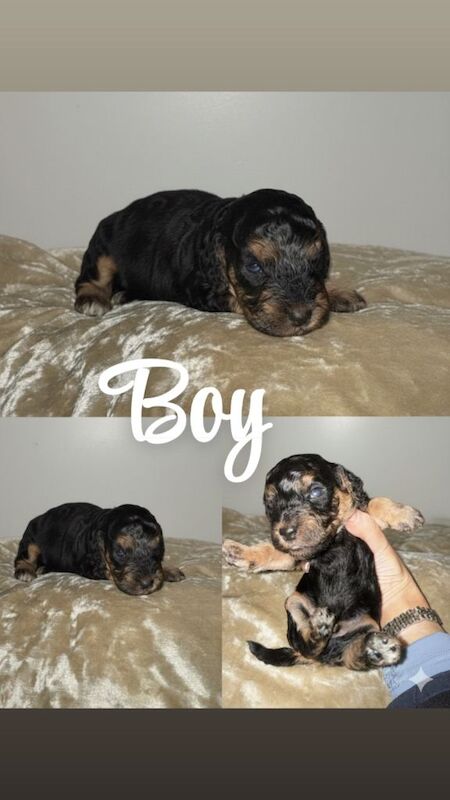 Cockapoo Puppies - Image 5 of 5