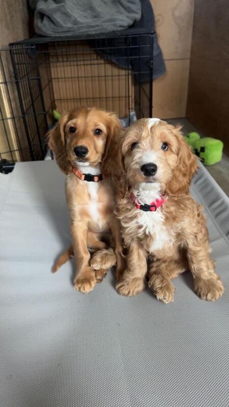 Cockapoo puppies for sale in Liverpool City Centre, Merseyside – 8 weeks old