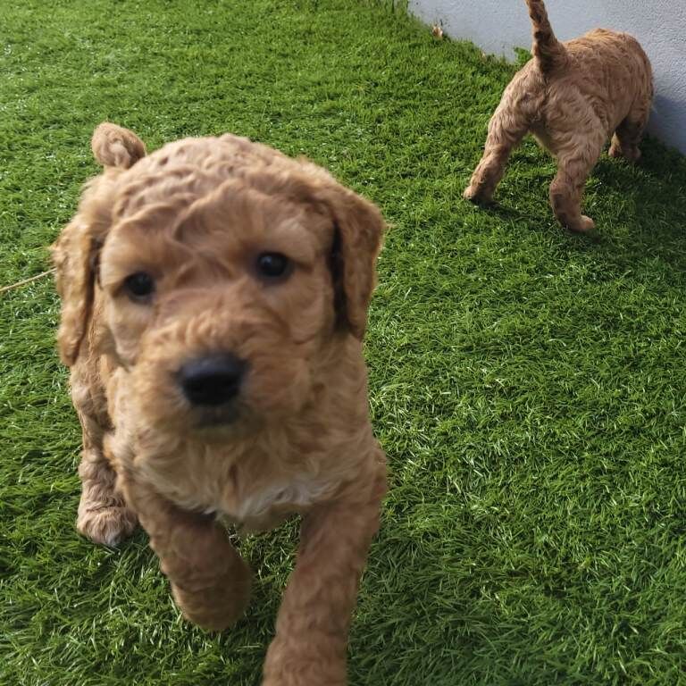 Cockapoo puppies for sale in Omagh, County Tyrone – 5 weeks old