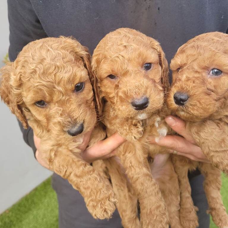 Cockapoo puppies for sale in Omagh, County Tyrone – 5 weeks old - Image 2 of 3