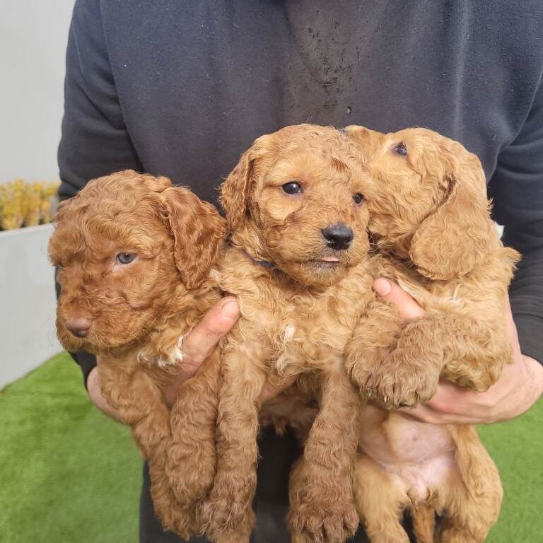Cockapoo puppies for sale in Omagh, County Tyrone – 5 weeks old - Image 3 of 3