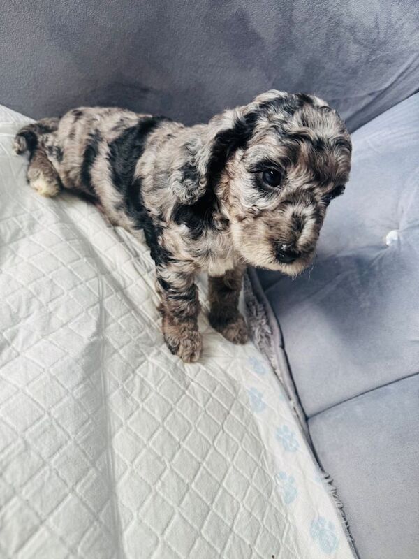 Cockapoo Sil Cockapoo Puppies For Sale in Sinfin, Derbyshire | Cockapoo Owners