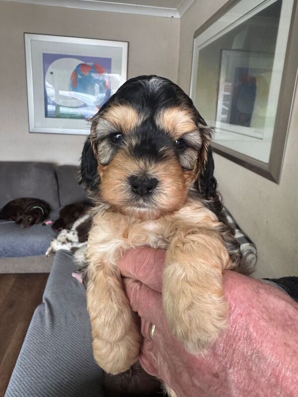 Cockapoo Puppies