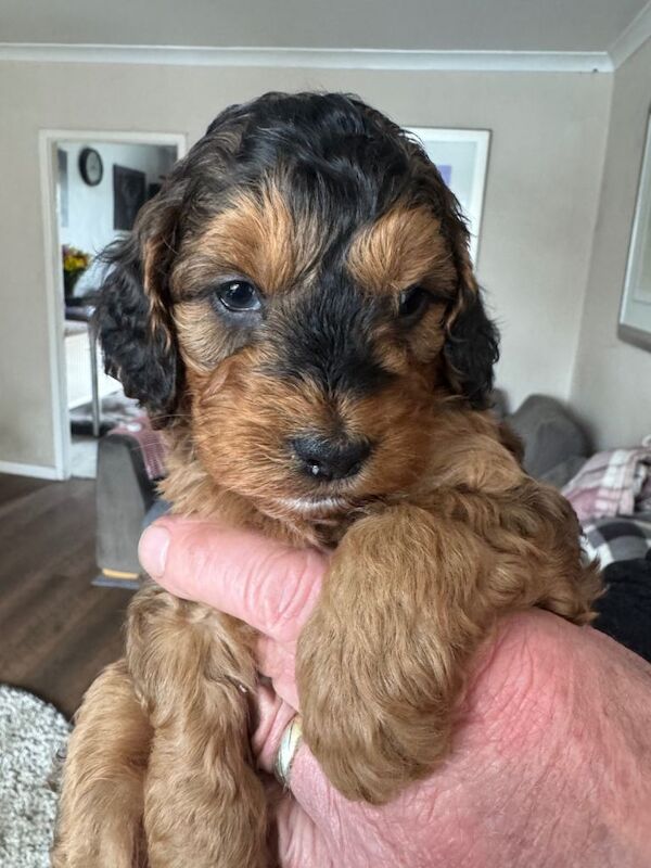 Cockapoo Puppies - Image 2 of 5