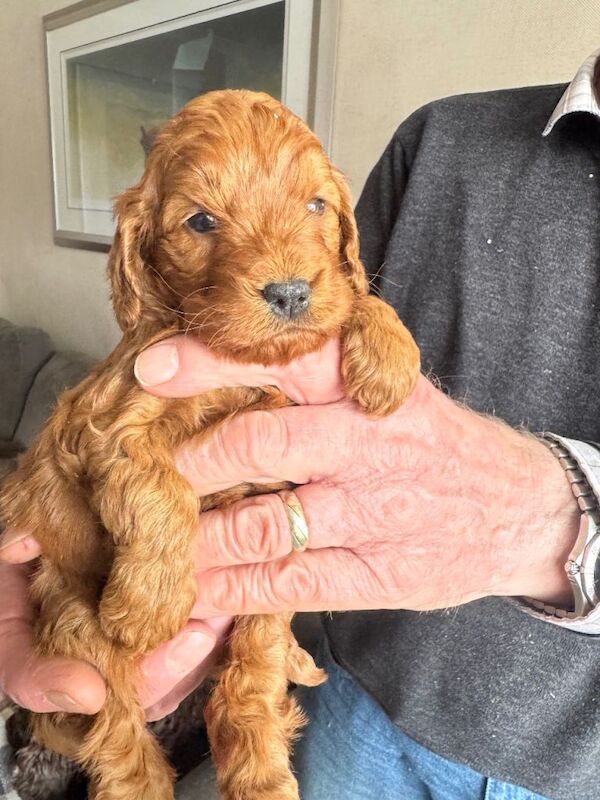 Cockapoo Puppies - Image 3 of 5