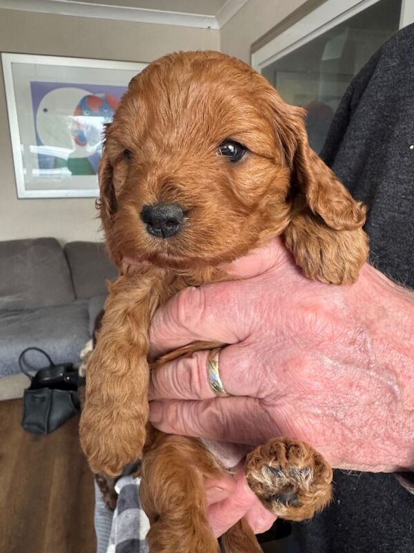Cockapoo Puppies - Image 4 of 5