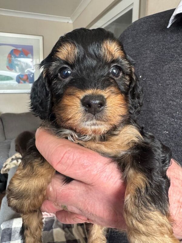 Cockapoo Puppies - Image 5 of 5