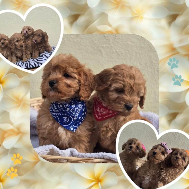 Cockapoo Puppies For Sale