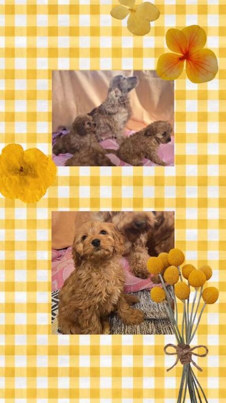 Cockapoo puppies - Image 2 of 3