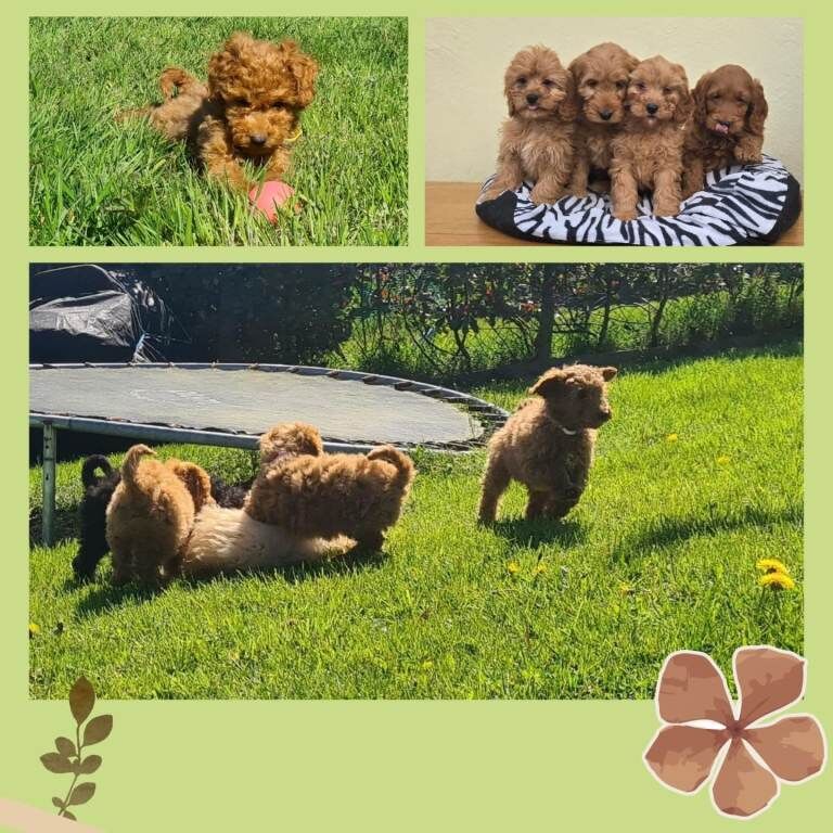 Cockapoo puppies - Image 3 of 3