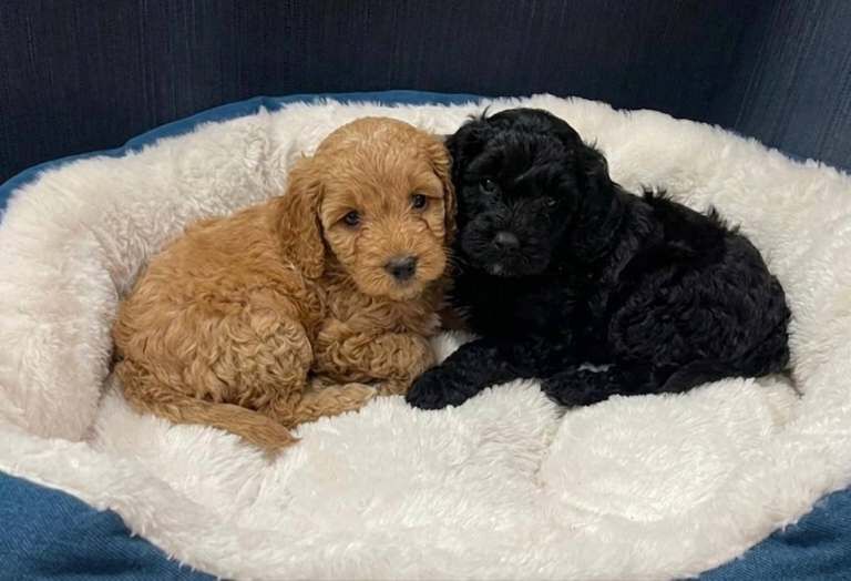 Cockapoo Puppies - Image 2 of 3
