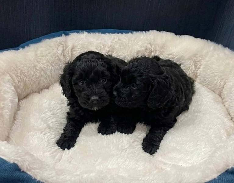 Cockapoo Puppies - Image 3 of 3