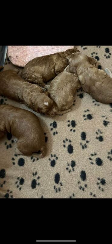 Cockapoo puppies - Image 2 of 6