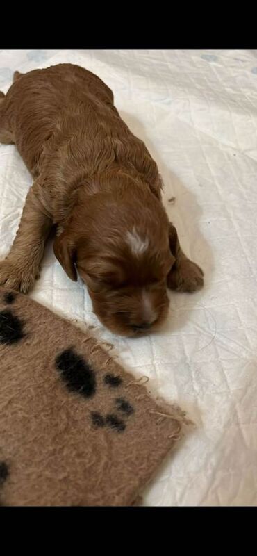 Cockapoo puppies - Image 3 of 6