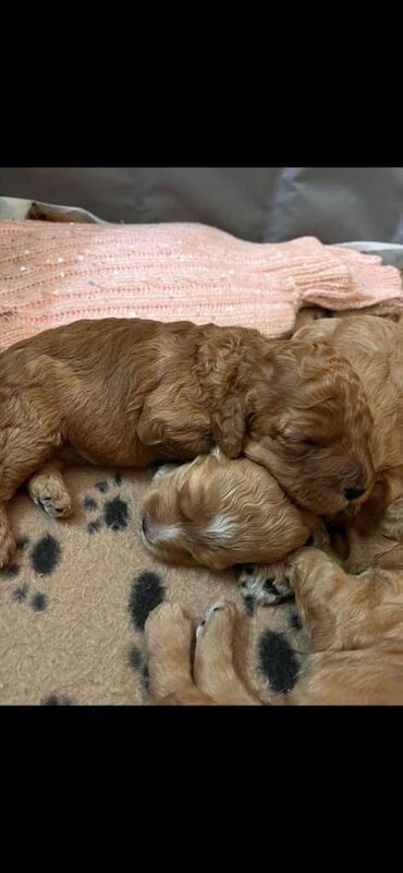 Cockapoo puppies - Image 4 of 6
