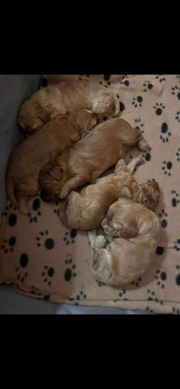 Cockapoo puppies - Image 5 of 6