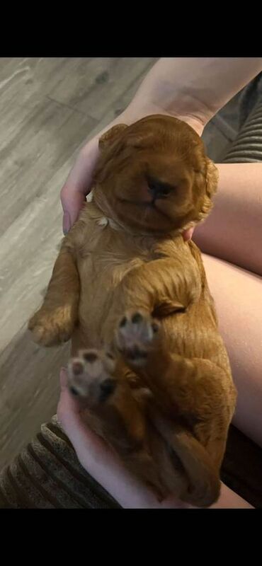 Cockapoo puppies - Image 6 of 6