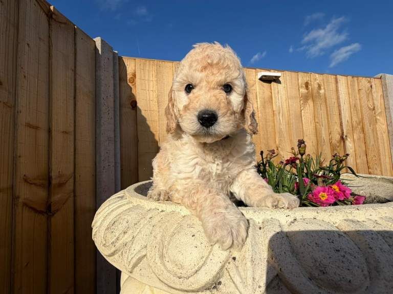Cockapoo puppies