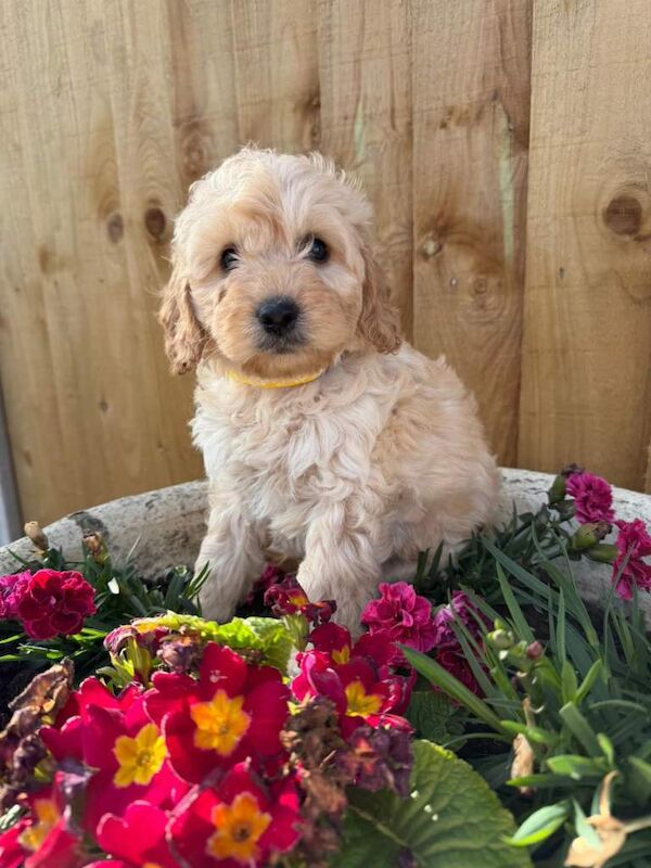 Cockapoo puppies - Image 2 of 5