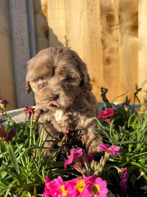 Cockapoo puppies - Image 3 of 5