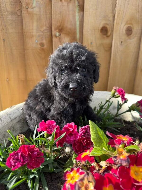 Cockapoo puppies - Image 4 of 5