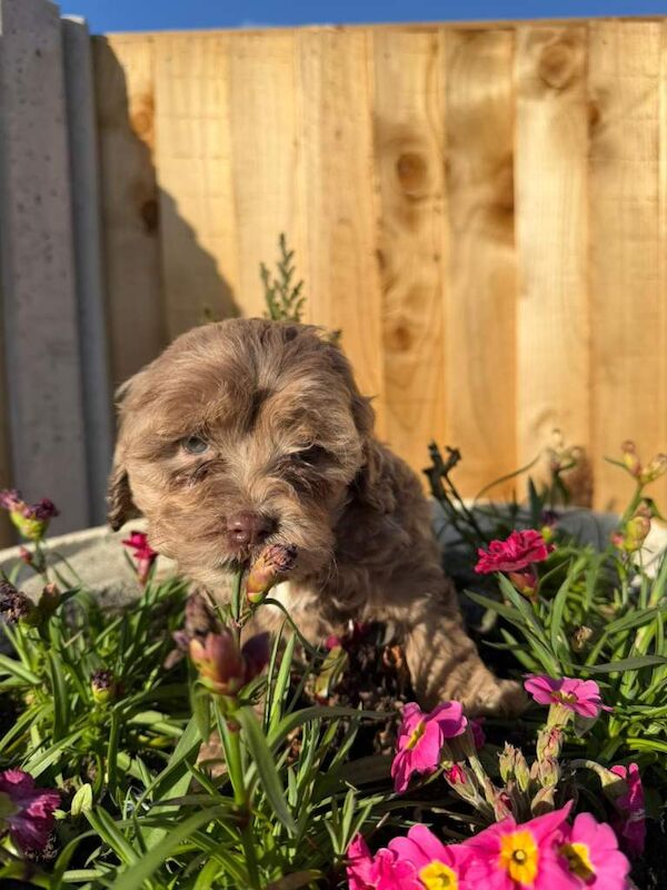 Cockapoo puppies - Image 5 of 5
