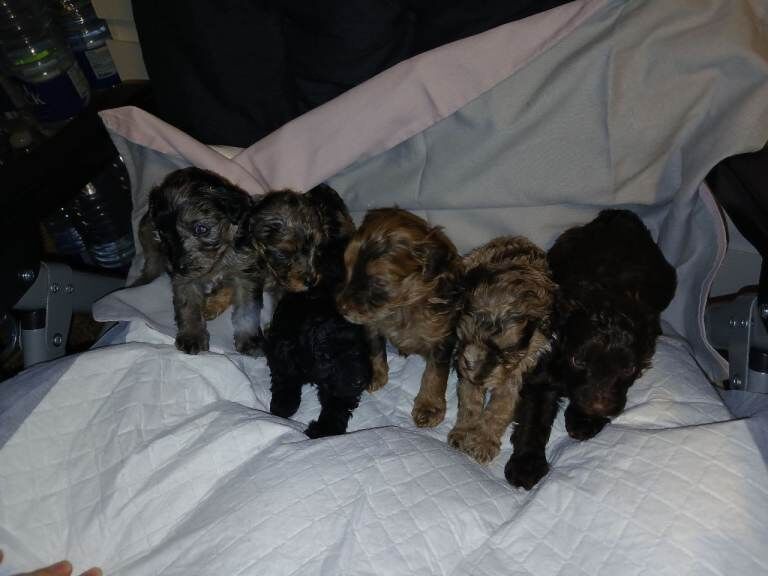 Cockapoo Puppies For Sale