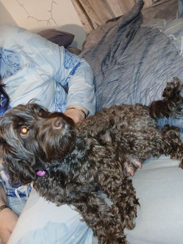 Cockapoo puppies - Image 2 of 4