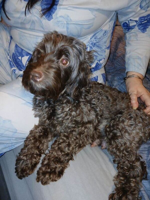 Cockapoo puppies - Image 3 of 4