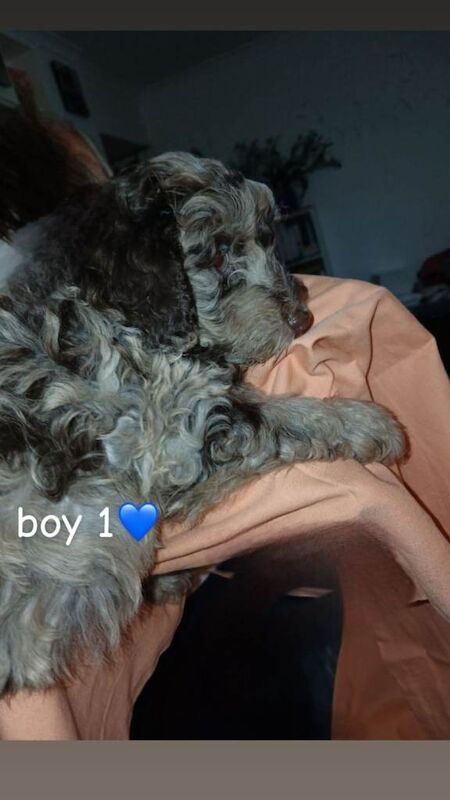 Cockapoo puppies - Image 4 of 4