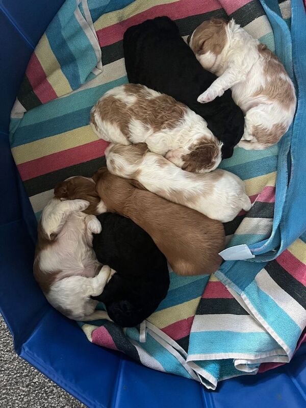 Cockapoo puppies