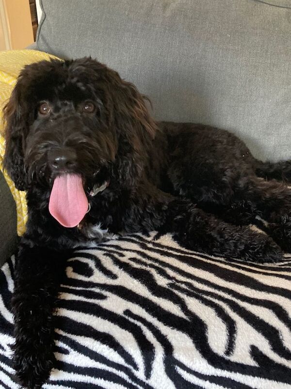 Cockapoo puppies - Image 2 of 3