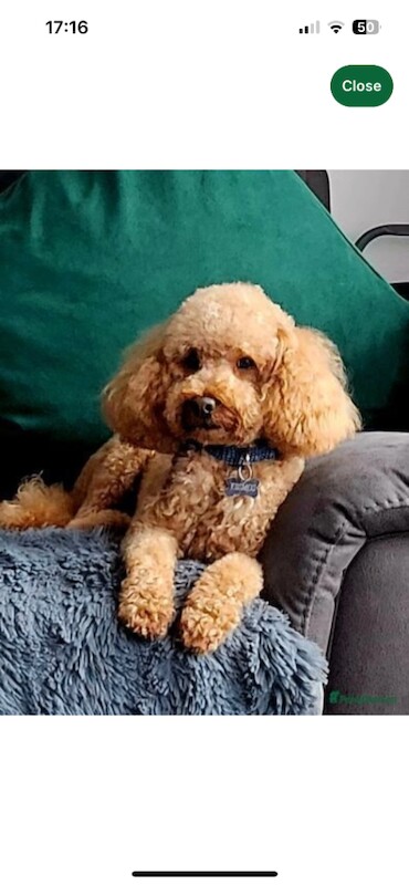 Cockapoo puppies - Image 3 of 3