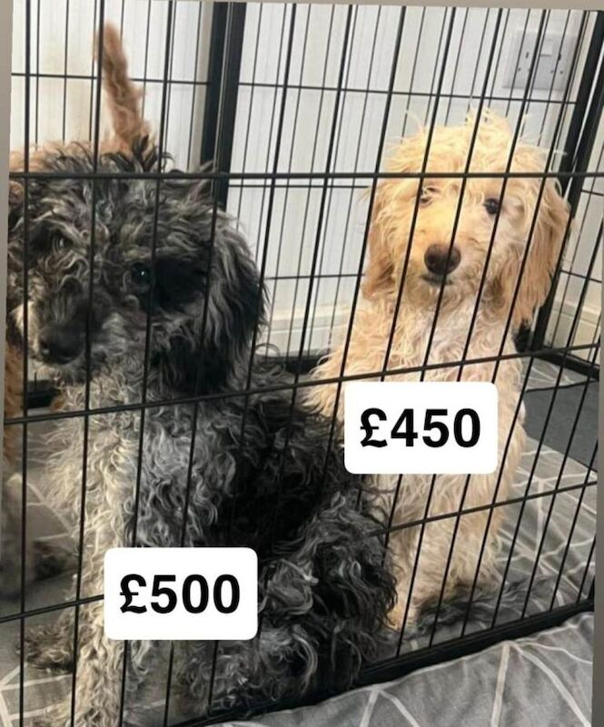 Cockapoo puppies - Image 2 of 3