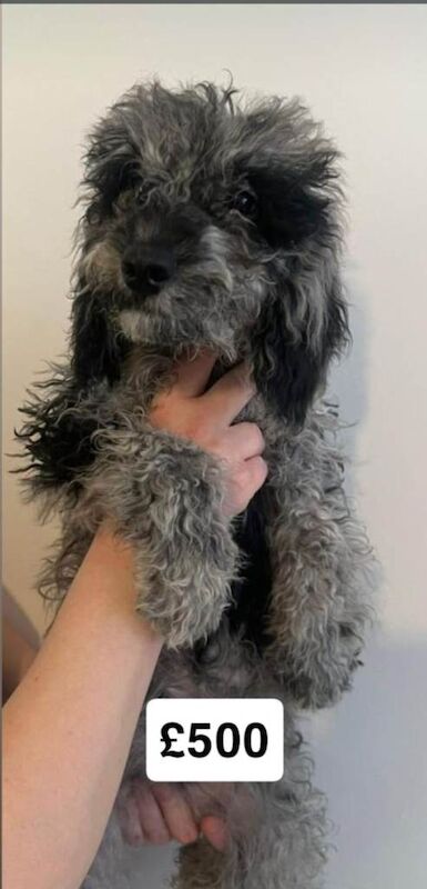 Cockapoo puppies - Image 3 of 3