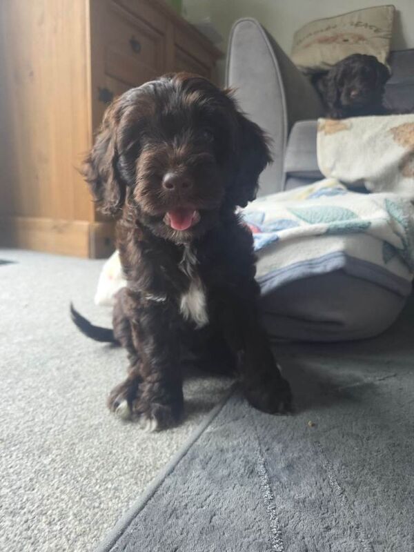 Cockapoo Puppies - Image 2 of 4