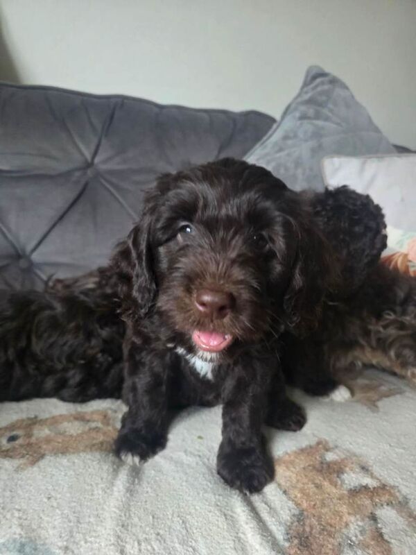 Cockapoo Puppies - Image 4 of 4