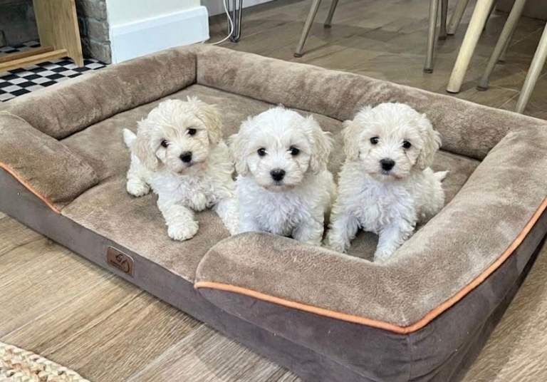Cockapoo Puppies For Sale Under £1,000