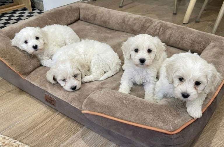 Cockapoo Puppies - Image 2 of 6