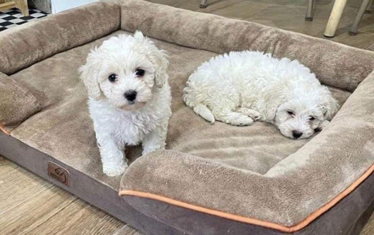 Cockapoo Puppies - Image 3 of 6